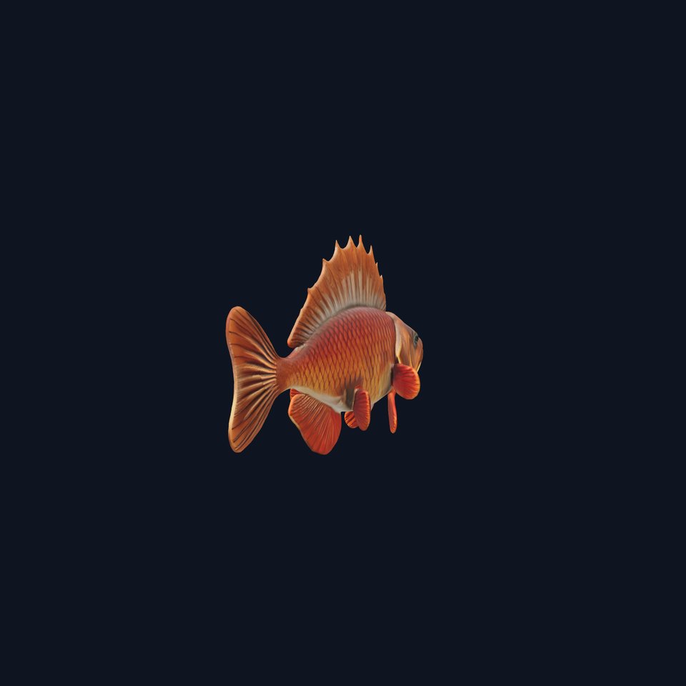 Realistic Perch Fish Model Pack for D Design and Animation